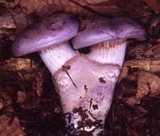 Cortinarius subfoetidus image