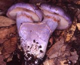 Cortinarius subfoetidus image