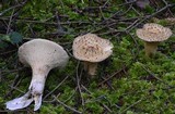Gomphus kauffmanii image