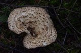 Gomphus kauffmanii image