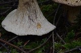 Gomphus kauffmanii image
