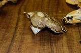 Albatrellus ovinus image