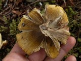 Tricholoma subsejunctum image