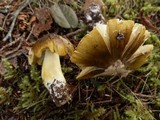 Tricholoma subsejunctum image