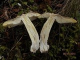 Tricholoma subsejunctum image