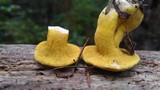 Hypomyces luteovirens image