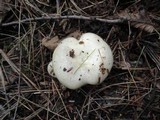 Lactarius uvidus image