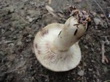 Lactarius uvidus image