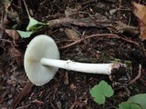 Amanita citrina f. lavendula image