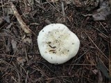 Hygrophorus sordidus image