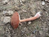 Austroboletus gracilis image