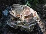 Meripilus sumstinei image