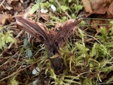 Hydnellum scrobiculatum image