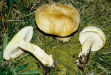 Tricholoma sulphurescens image