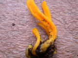 Clavulinopsis laeticolor image