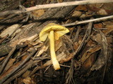 Bolbitius vitellinus image