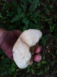 Lentinellus ursinus image