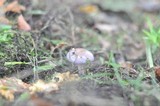 Cortinarius iodes image