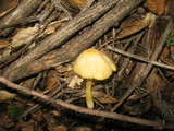 Bolbitius vitellinus image