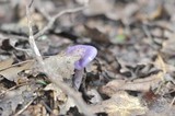 Cortinarius iodes image