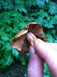 Gymnopilus punctifolius image