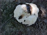 Abortiporus biennis image