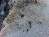 Abortiporus biennis image