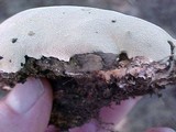 Abortiporus biennis image