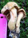 Chroogomphus tomentosus image