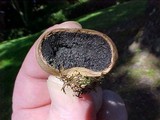 Scleroderma cepa image