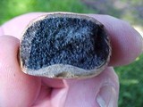 Scleroderma cepa image