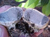 Scleroderma laeve image
