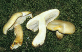 Tricholoma sulphurescens image