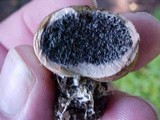 Scleroderma cepa image