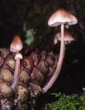 Mycena purpureofusca image