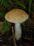 Boletus pallidus image