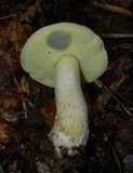 Boletus pallidus image
