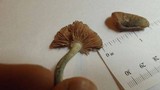 Pluteus cyanopus image