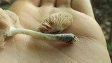 Pluteus cyanopus image