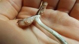 Pluteus cyanopus image