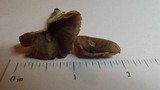 Pluteus cyanopus image
