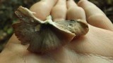 Pluteus cyanopus image