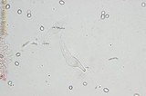Pluteus cyanopus image
