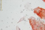 Pluteus cyanopus image