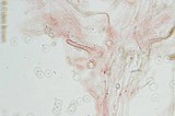 Pluteus cyanopus image