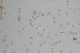 Pluteus cyanopus image