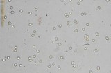 Pluteus cyanopus image