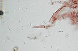 Pluteus cyanopus image