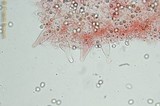Pluteus cyanopus image