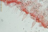 Pluteus cyanopus image